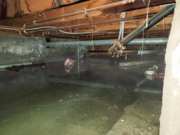 Best Basement water damage restoration  in Tusculum, TN