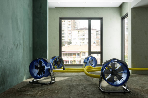 Best Ceiling water damage repair  in Tusculum, TN